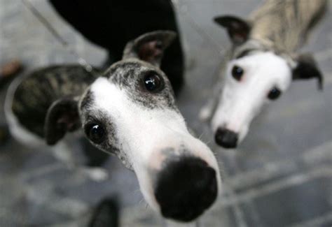 6 Reasons Why Greyhounds Are The Best Dog Breed.